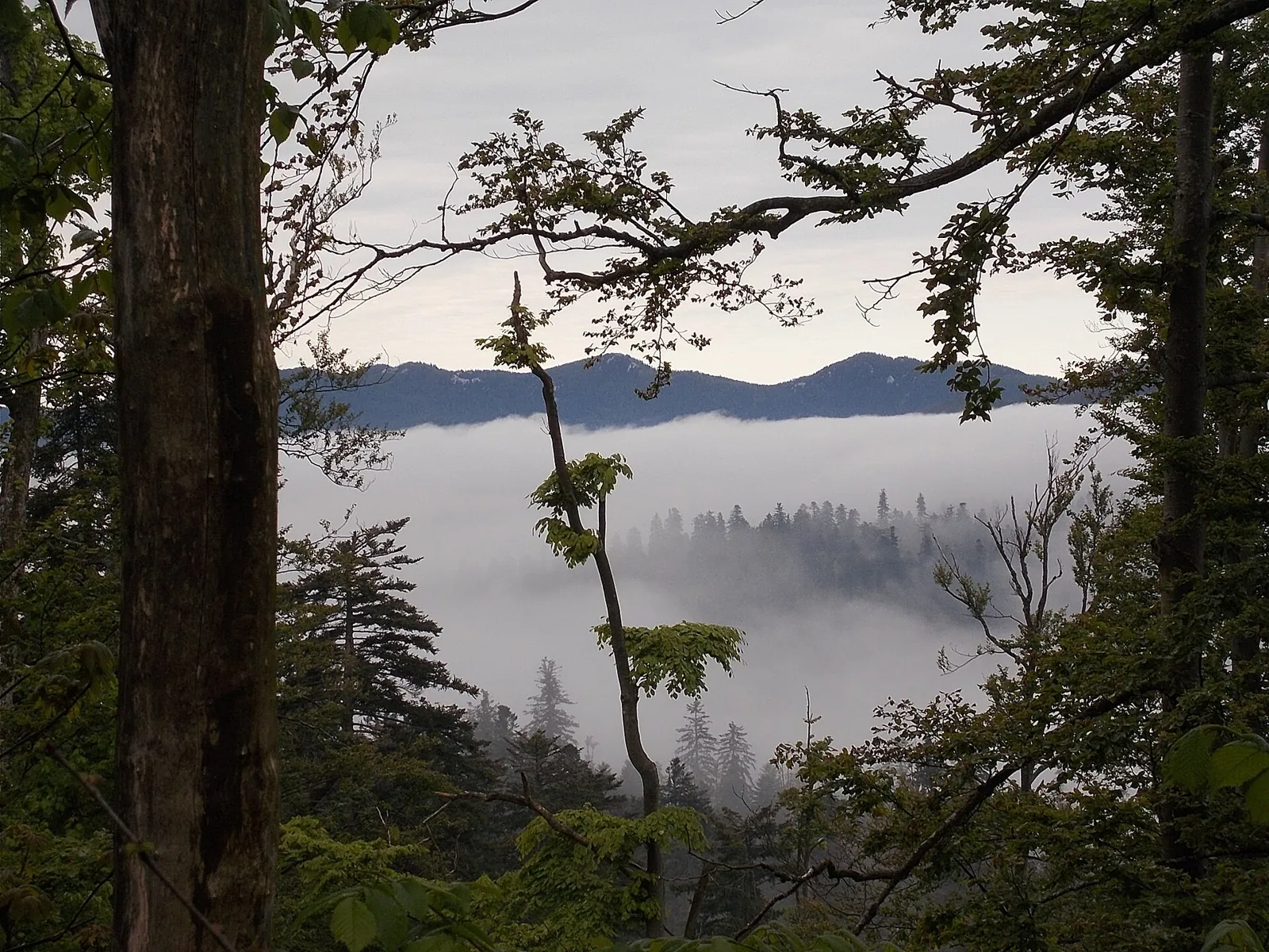 Skog och sjö vid Fužine i Gorski kotar