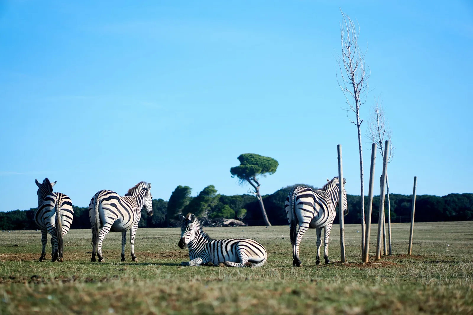 Zebror i Brijunis safaripark